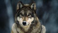 Grey Wolf