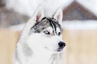 husky