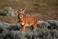 Ethiopian Wolf