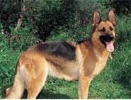 German Shepard