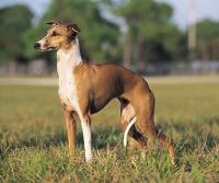 Greyhound