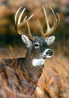 Deer