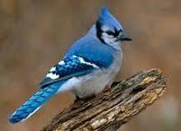 Blue Jay