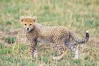 Cheetah