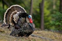 Wild Turkey