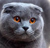 Scottish Fold