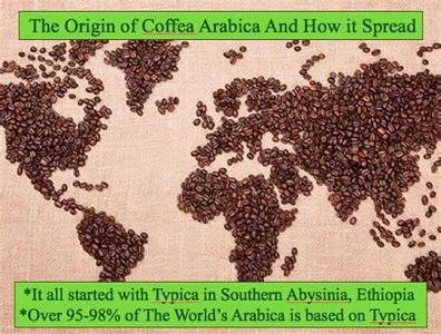 What is the most popular type of coffee bean used worldwide?