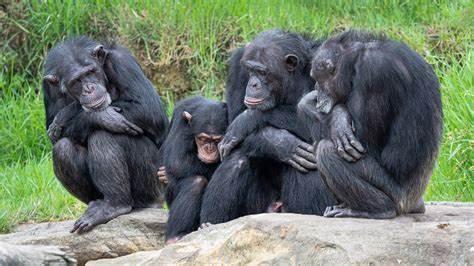 What is a group of chimpanzees called?