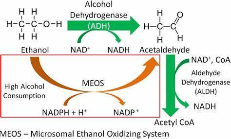 Which organ is primarily responsible for metabolizing alcohol in the body?