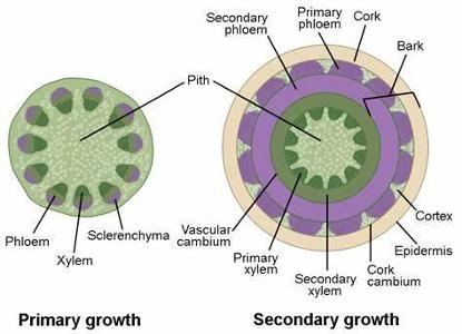 Which of the following is a woody plant?