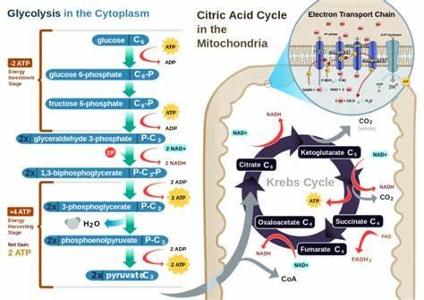 In which organelle does oxidative phosphorylation occur?