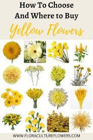 Choose a yellow flower: