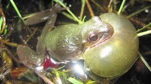 How do frogs communicate with each other?