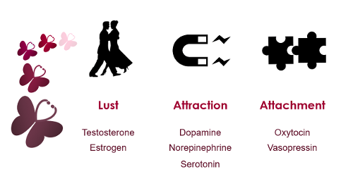 Which hormone is most commonly associated with love and bonding?