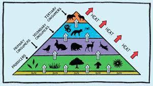 What is the primary diet of a herbivore?