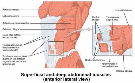 What is the primary muscle worked during a plank?