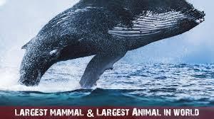 What is the largest mammal in the world?