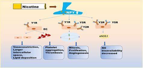 Nicotine is known to increase the levels of which neurotransmitter in the brain?