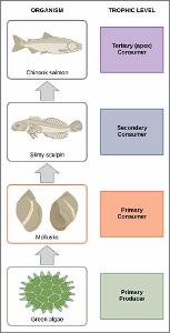 Which of the following is not a primary consumer in a food chain?