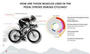 Which muscle groups does biking primarily work?