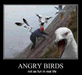 angry birds