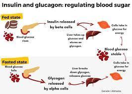 Which hormone regulates blood sugar levels?