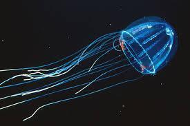 What is the purpose of bioluminescence in deep-sea creatures?