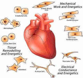 How can stress impact heart health?