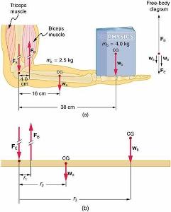 What is the term for the muscle's ability to generate force against resistance?