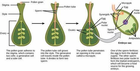 Which part of a plant produces pollen?