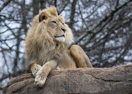 How many hours a day do lions typically rest?