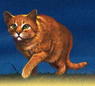 What was Firestar's kittypet name?