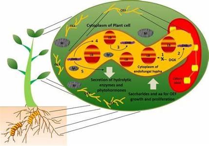 What type of symbiotic relationship benefits both species involved?