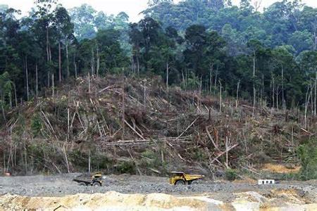 What is the leading cause of rainforest deforestation?