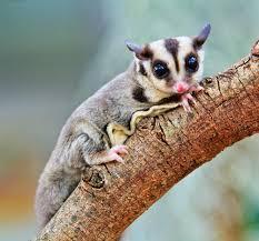 Which is a characteristic feature of sugar gliders?