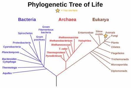 What term describes the process by which new species arise from a common ancestor?