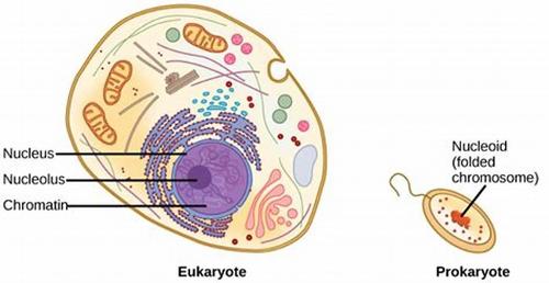 Where is DNA located in a eukaryotic cell?