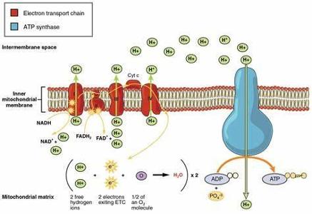 What is the function of the electron transport chain in photosynthesis?