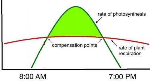 Which environmental factor can limit the rate of photosynthesis in plants?