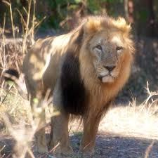 Which lion species is known to inhabit the Gir Forest in India?