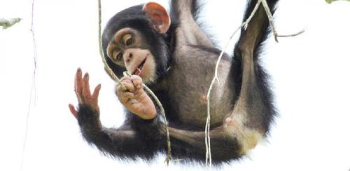 What should you do if a chimp sits close to you?