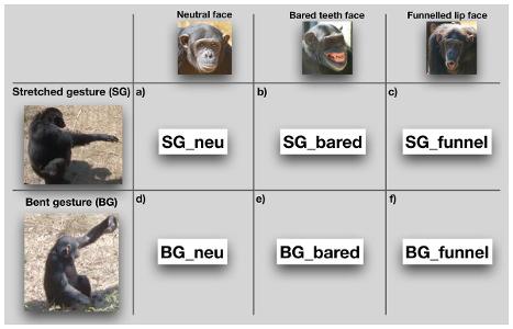 What is the best way to communicate with a chimp?