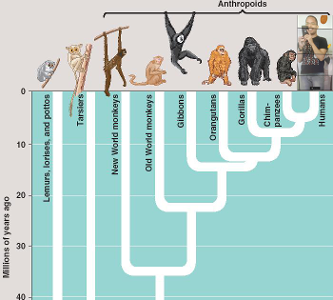 Cladística é uma área de estudo da biologia evolutiva que agrupa os seres vivos de acordo com certas relações, sendo essas :