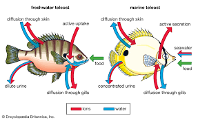 What is the primary function of gills in fish?