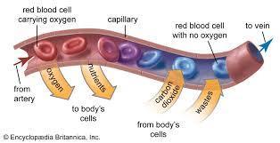 What is the function of red blood cells?