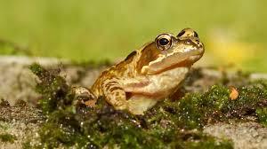 What is the main diet of most frogs?