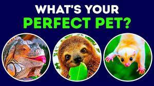 What's your ideal pet?