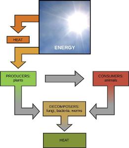 What is the process by which plants use sunlight to synthesize food?