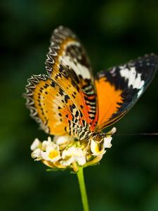 What is the purpose of a butterfly's proboscis?