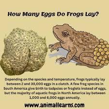 Where do most frogs lay their eggs?